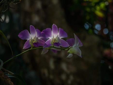 Orchids With blurred background
