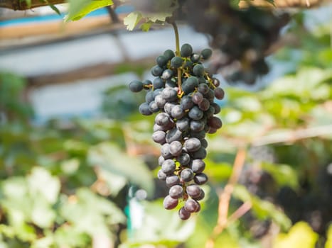 purple red grapes with green leaves on the vine. fresh fruits