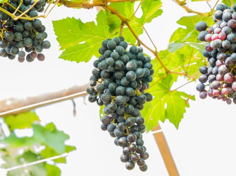 purple red grapes with green leaves on the vine. fresh fruits