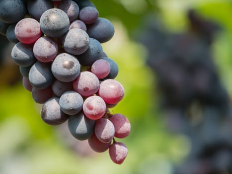 purple red grapes with green leaves on the vine. fresh fruits