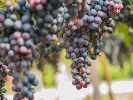 purple red grapes with green leaves on the vine. fresh fruits