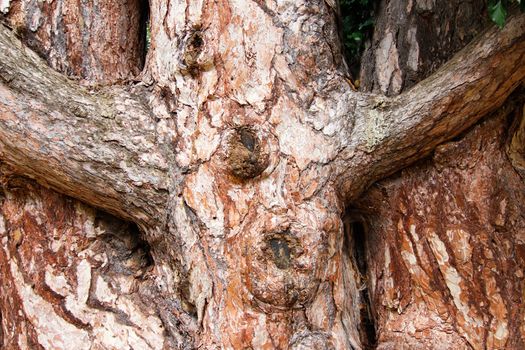 Abstract detail - Tree branches in the shape of a cross