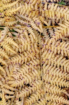 Abstract detail of the dried leaves of fern