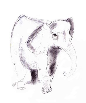 Hand drawn of the elephant