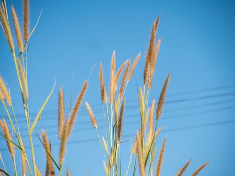 Grass flower and sky