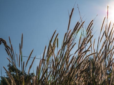 Grass flower and sky