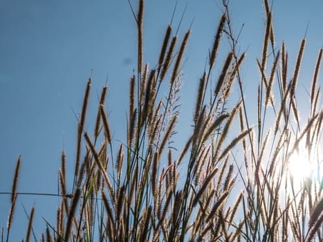 Grass flower and sky