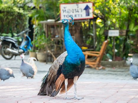 peacock