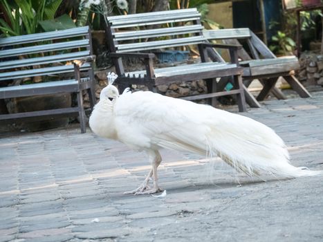 peacock