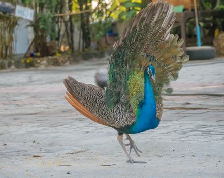 peacock