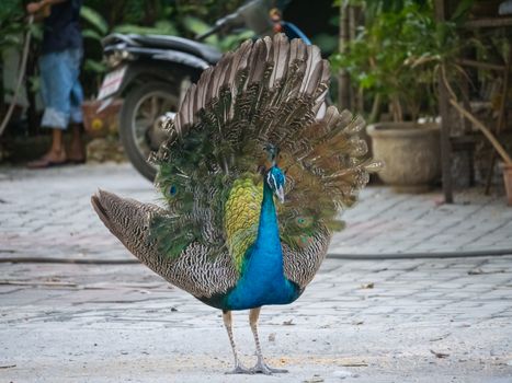 peacock