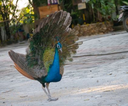 peacock