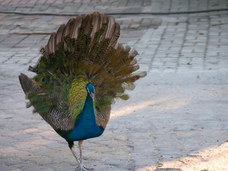 peacock