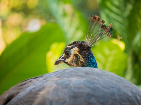 peacock