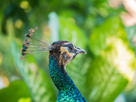 peacock