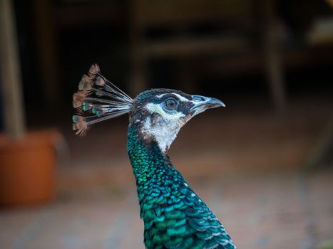 peacock