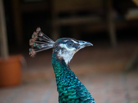 peacock