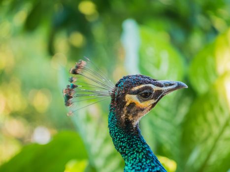 peacock