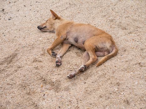 Sleeping Dog