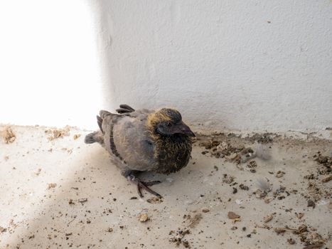 Baby pigeons