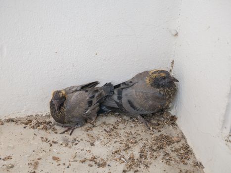 Baby pigeons