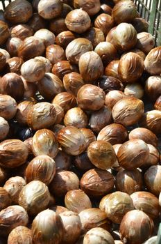 Seeds of Nutmeg dry by the sun