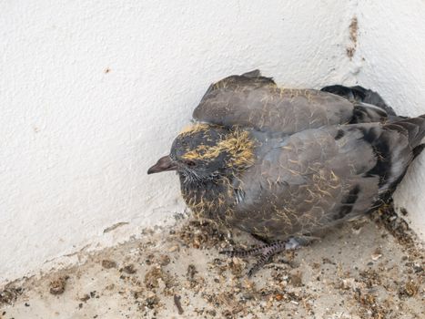 Baby pigeons