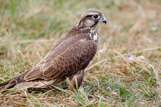 Peregrine Falcon eating a pigeon. young handsome hawk in nature