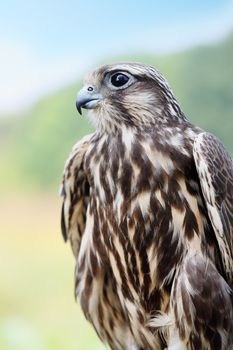 Peregrine Falcon. young handsome hawk in nature