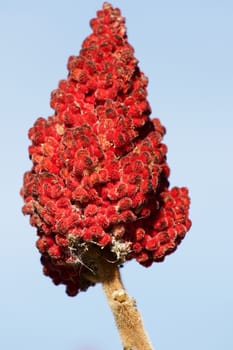 Beautiful red flower isolated with the blue background