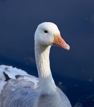 Photo of a snow goose in the lake