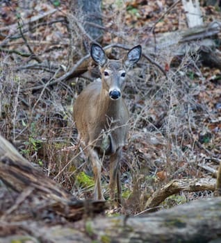 The image with the young deer looking straight