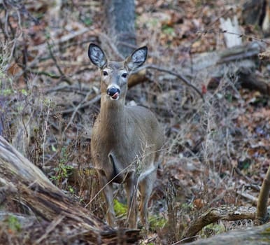 Image with the funny deer showing his tongue