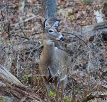 Photo of the wide awake deer in the forest