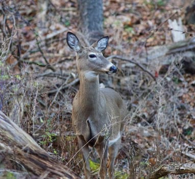 Image with the beautiful wide awake deer in the forest