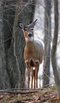 Cute young deer is looking at something