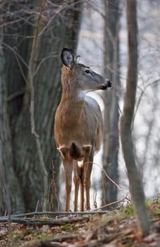 Photo of the deer looking at something in the forest