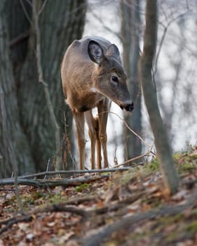 Close-up of the young deer in the forest
