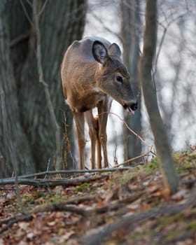Image with the young deer showing his tongue