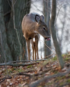 Photo of a funny deer with the long tongue