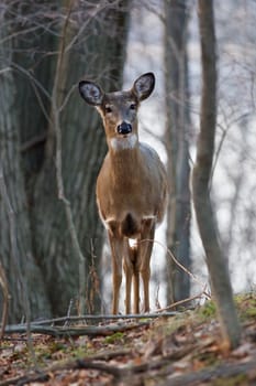 The wide awake deer in the forest