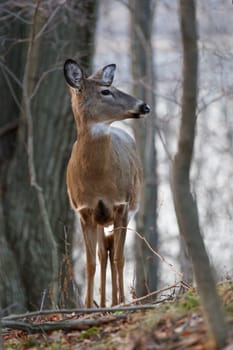 Photo of the deer looking at something aside