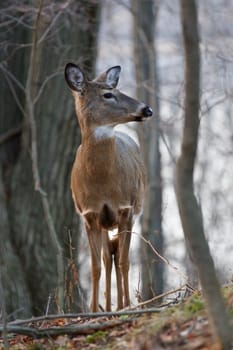 Image with the young deer is looking at something in the forest