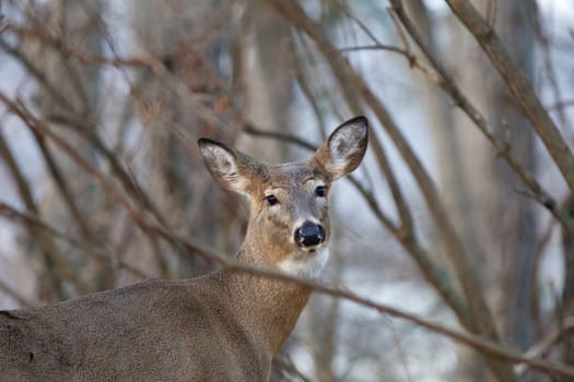 Image with the cute deer in the trees in the forest