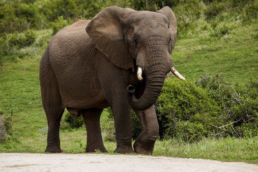 Elephant bull walking on the road in a safari park in South Africa.