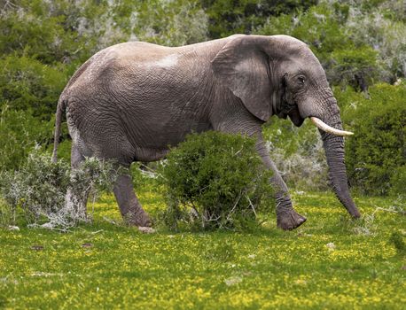 Elephant bull walking in a safari park in South Africa.