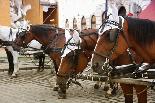 Couple Horse-drawn carts waiting for tourists at the main gate to Hofburg Palace in Vienna, Austria