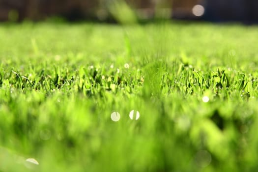 green grass background with bokeh
