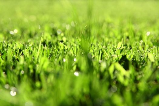 green grass background with bokeh