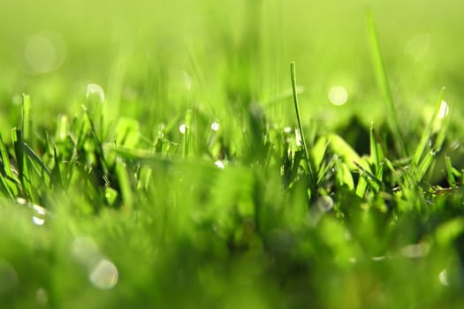 green grass background with bokeh